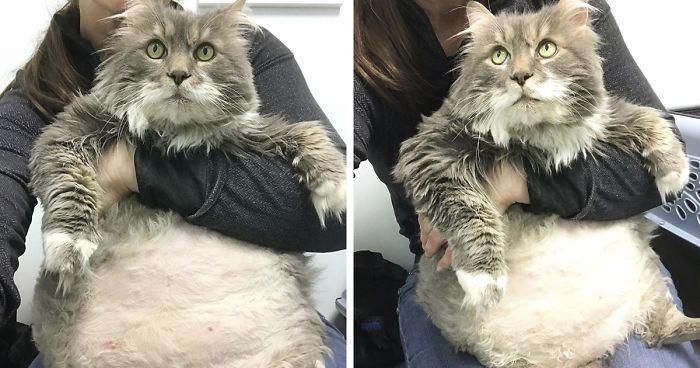 28-Pound Cat Brought To Shelter Starts Weight Loss Journey After Losing His Home