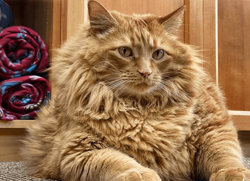 Meet Bazooka, An Overfed And Obese Cat Whose Life Changed Once He Met This Marathon Runner