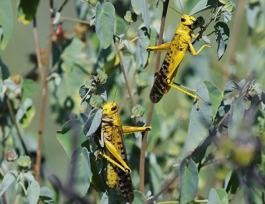 The Terrifying Science Behind the Locust Plagues of Africa