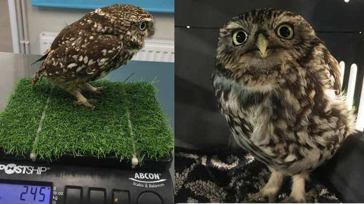 Owl Rescued After Being Too Fat To Fly