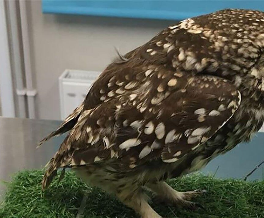 ‘Extremely obese’ owl released back into wild after being put on strict diet