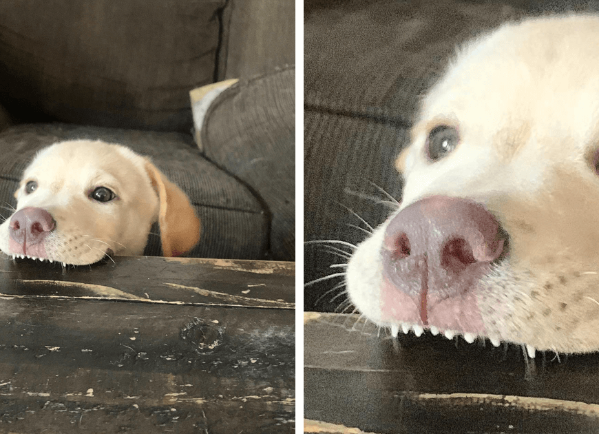 This Online Community Shares The Silliest Dog Photos Where Their Teeth Are Visible In A Funny Way (30 Pics)