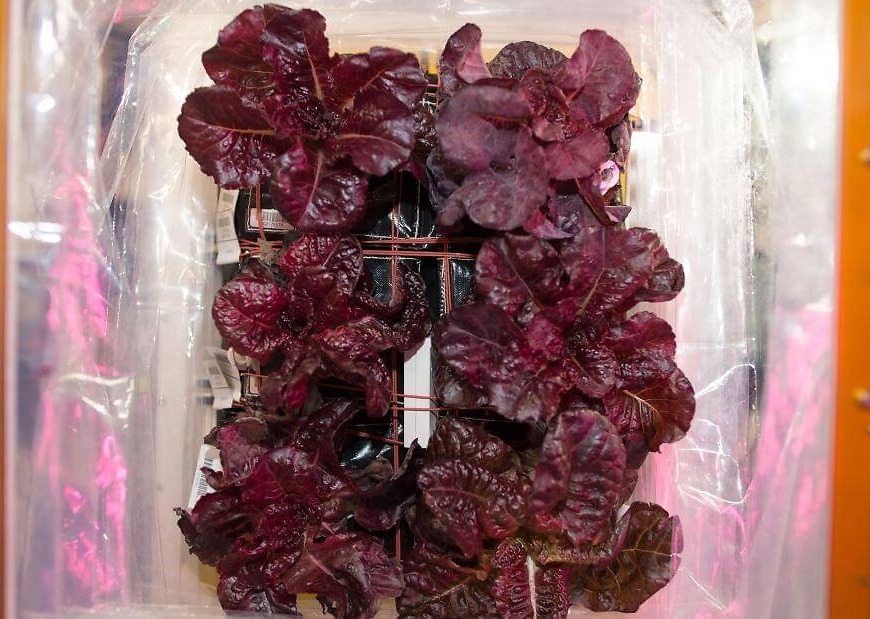 Space-grown lettuce is safe to eat, says study. Delicious, say astronauts