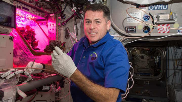 Lettuce Grown On The ISS Is As Safe To Eat As Earth-Grown Leafy Greens