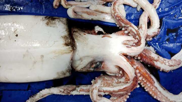 Giant Squid And Glow-In-The-Dark Sharks Captured By Researchers Off New Zealand