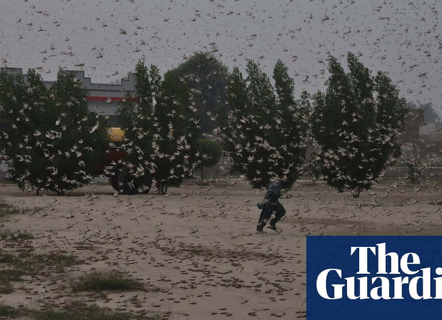 China will not send ducks to tackle locusts in Pakistan, says expert