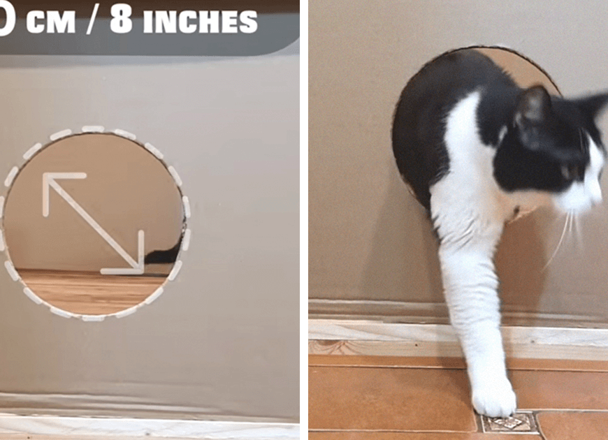 Owners Keep Reducing The Size Of A Hole For Their Cat To See When It Will Finally Stop Him